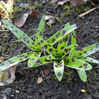 Orchis mascula (Orchis mâle)