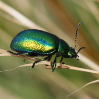 Oreina speciosa (Chrysomèle)