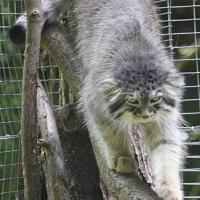 otocolobus_manul2md