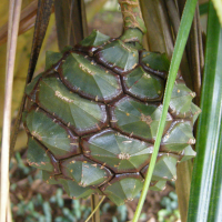 pandanus_sylvestris3md