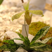 paphiopedilum_braemii1bd