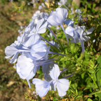 plumbago_auriculata3md