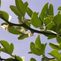 poncirus_trifoliata5bd