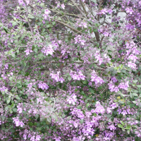 Prostanthera rotundifolia (Prostanthera (Australian mint))