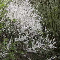 prunus_spinosa3bmd