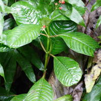 Notopleura uliginosa (Psychotria)