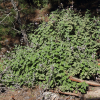 Salvia fruticosa (Sauge de Grèce, Sauge ligneuse)