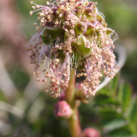 sanguisorba_minor6md