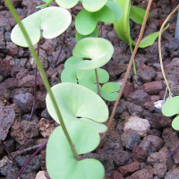 Utricularia reniformis (Utriculaire)
