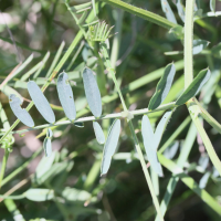 vicia_onobrychioides2md