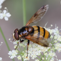 volucella_inanis2bd (Volucella inanis)