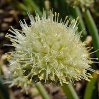 allium_fistulosum3md