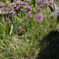 Allium senescens montanum (Ail)