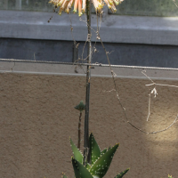 Aloe distans (Aloès)