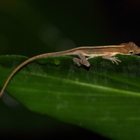 anolis_limifrons1md