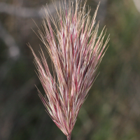 bromus_rubens2md (Bromus rubens)