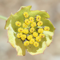 bupleurum_stellatum4md (Bupleurum stellatum)