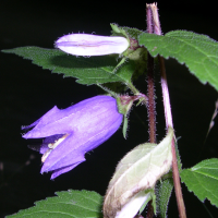 campanula_rapunculoides2md (Campanula rapunculoides)