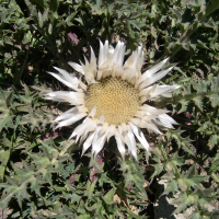 carlina_acaulis4sd (Carlina acaulis)