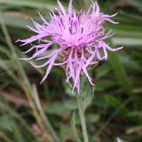 Centaurea decipiens ssp. ruscinonensis (Centaurée)