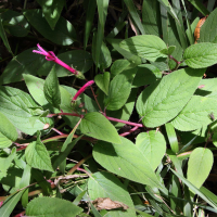 Centropogon gutierrezii (Centropogon)