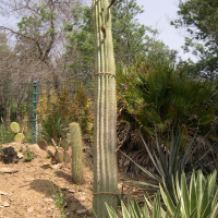 Cereus sp. (Cactus cierge)