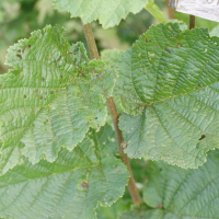 corylus_heterophylla3md (Corylus heterophylla)