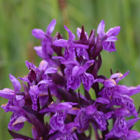 dactylorhiza_majalis3bd (Dactylorhiza majalis)