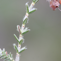 erica_tetralix2md (Erica tetralix)