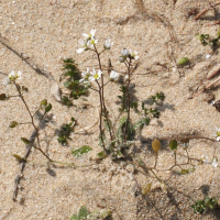 erophila_verna4md (Draba verna)