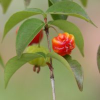 eugenia_uniflora2bd (Eugenia uniflora)