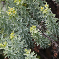 euphorbia_dendroides2md