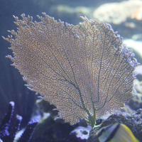 Gorgonia ventalina (Éventail de mer)
