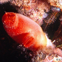 Halocynthia papillosa (Vioulet rouge, Ascidie rouge)