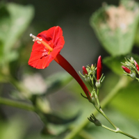 ipomoea_hederifolia2bd