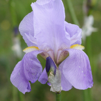 iris_pallida2md