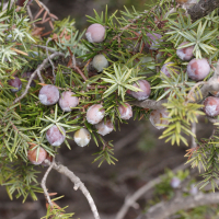 Juniperus oxycedrus ssp. macrocarpa (Genévrier à gros fruits)