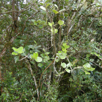 Monimia rotundifolia (Mapou grandes feuilles)