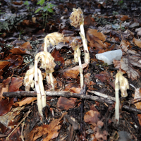 Monotropa hypopitys (Sucepin)