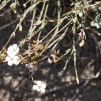Petrorhagia saxifraga ssp. gasparrinii (Œillet saxifrage)