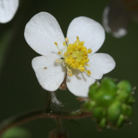 ranunculus_aconitifolius2md