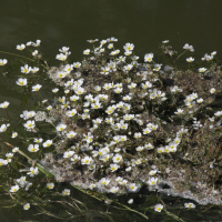 ranunculus_fluitans5bd