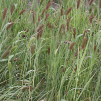 setaria_viridis5md (Setaria viridis)