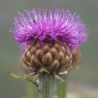 Stemmacantha_rhapontica lamarckii