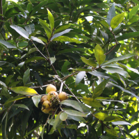 syzygium_jambos4md