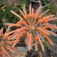 aloe_saponaria4md (Aloe maculata)