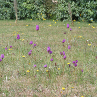 anacamptis_pyramidalis4bd