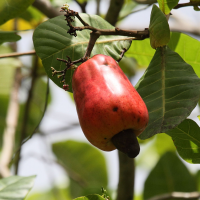 anacardium_occidentale4bd