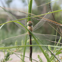 anax_parthenope2md (Anax parthenope)