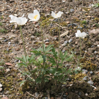 Anemone sylvestris (Anémone des bois)